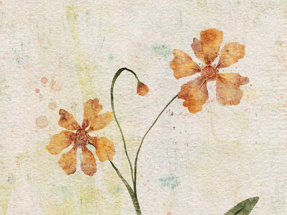 Coreopsis Flower Botanical Print