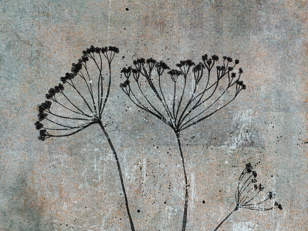 Cow Parsley Botanical Print
