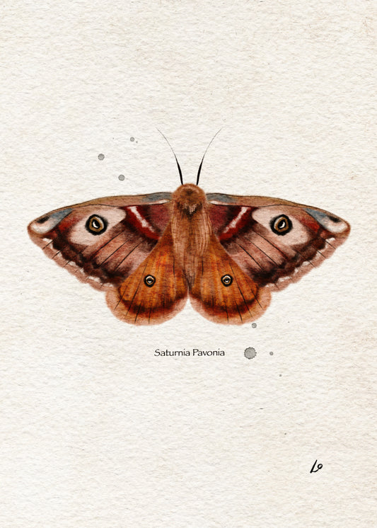 Orange & Brown Moth