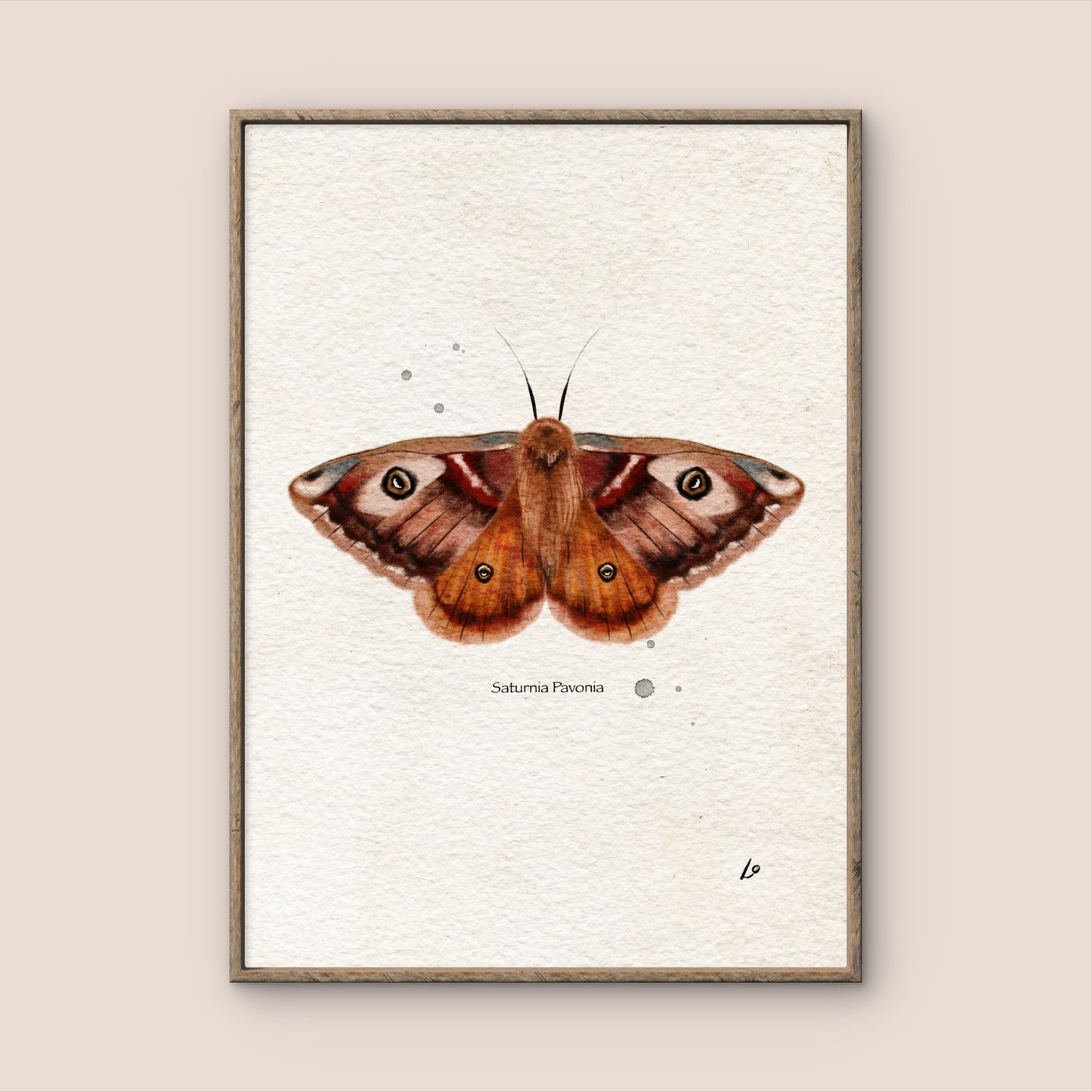 Orange & Brown Moth