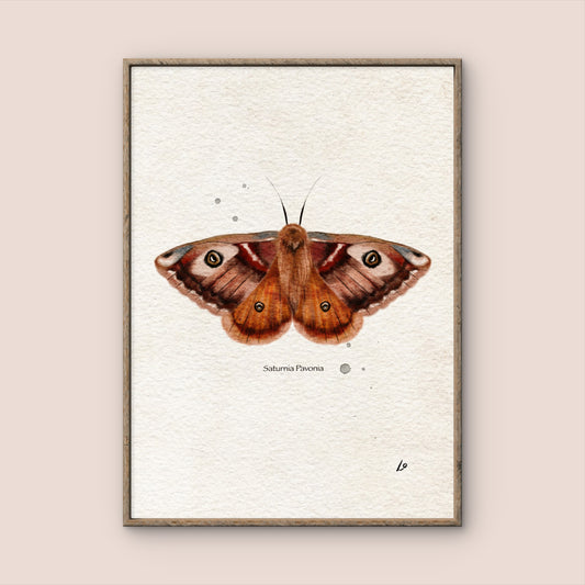 Orange & Brown Moth