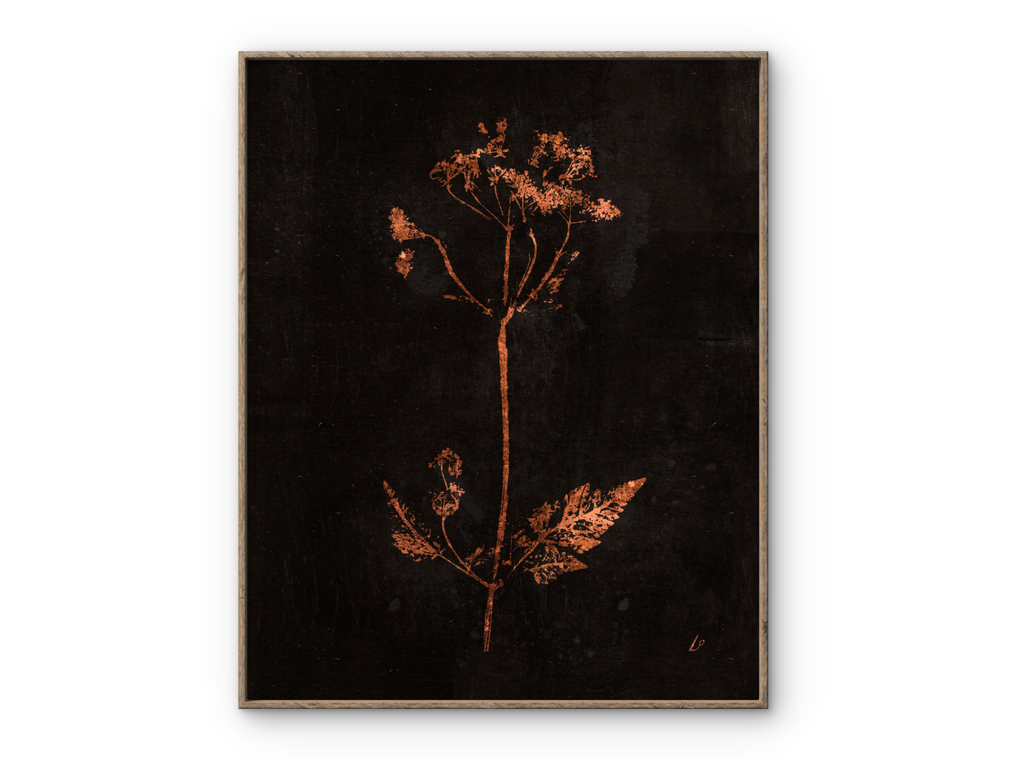Copper Cow Parsley