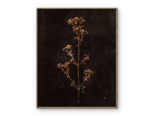 Copper Cow Parsley Branch