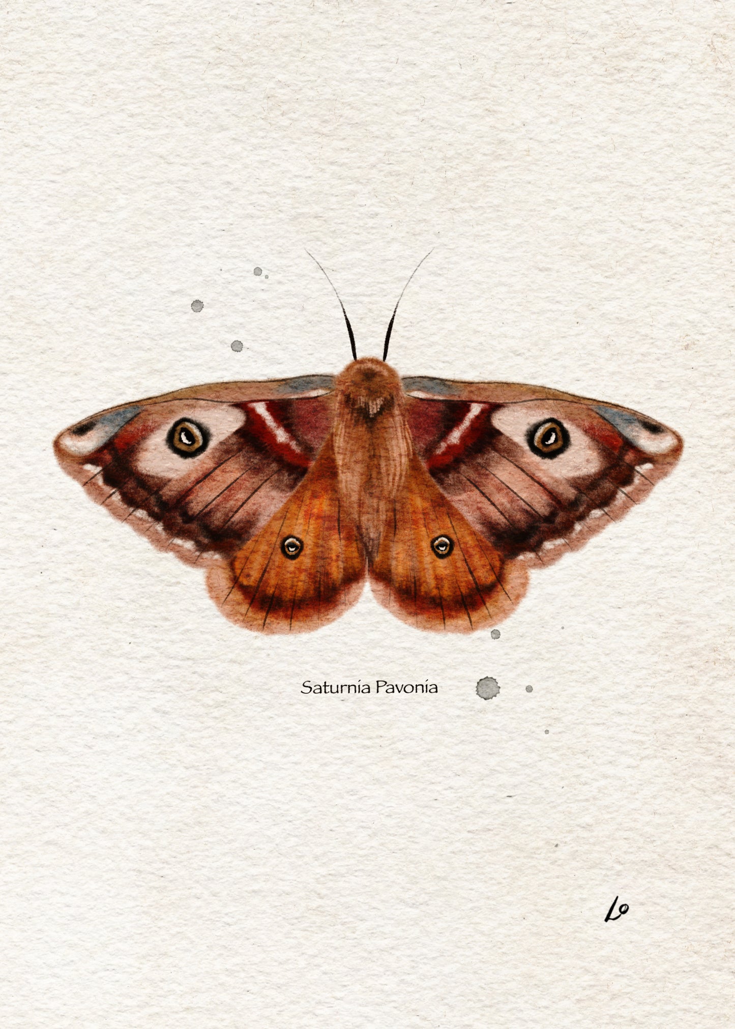 Orange & Brown Moth